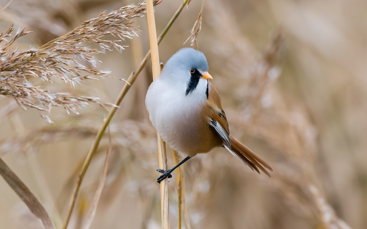 Bearded Reedling - ML625885371