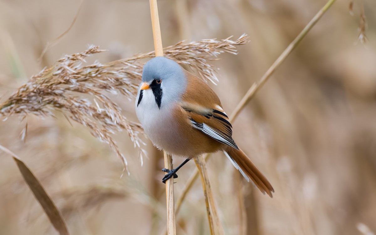 Bearded Reedling - ML625885385