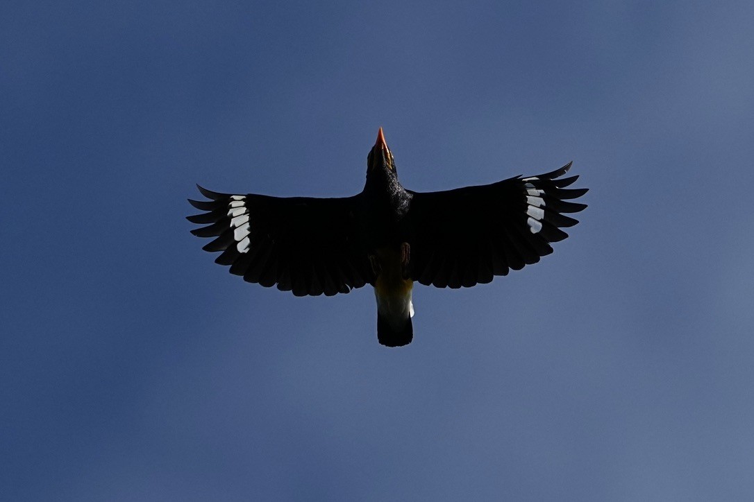 Yellow-faced Myna - ML625885389