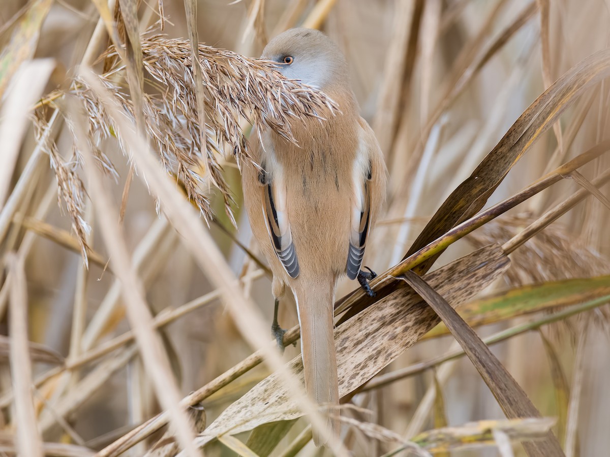 Bearded Reedling - ML625885390