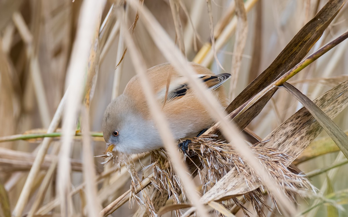 Bearded Reedling - ML625885399