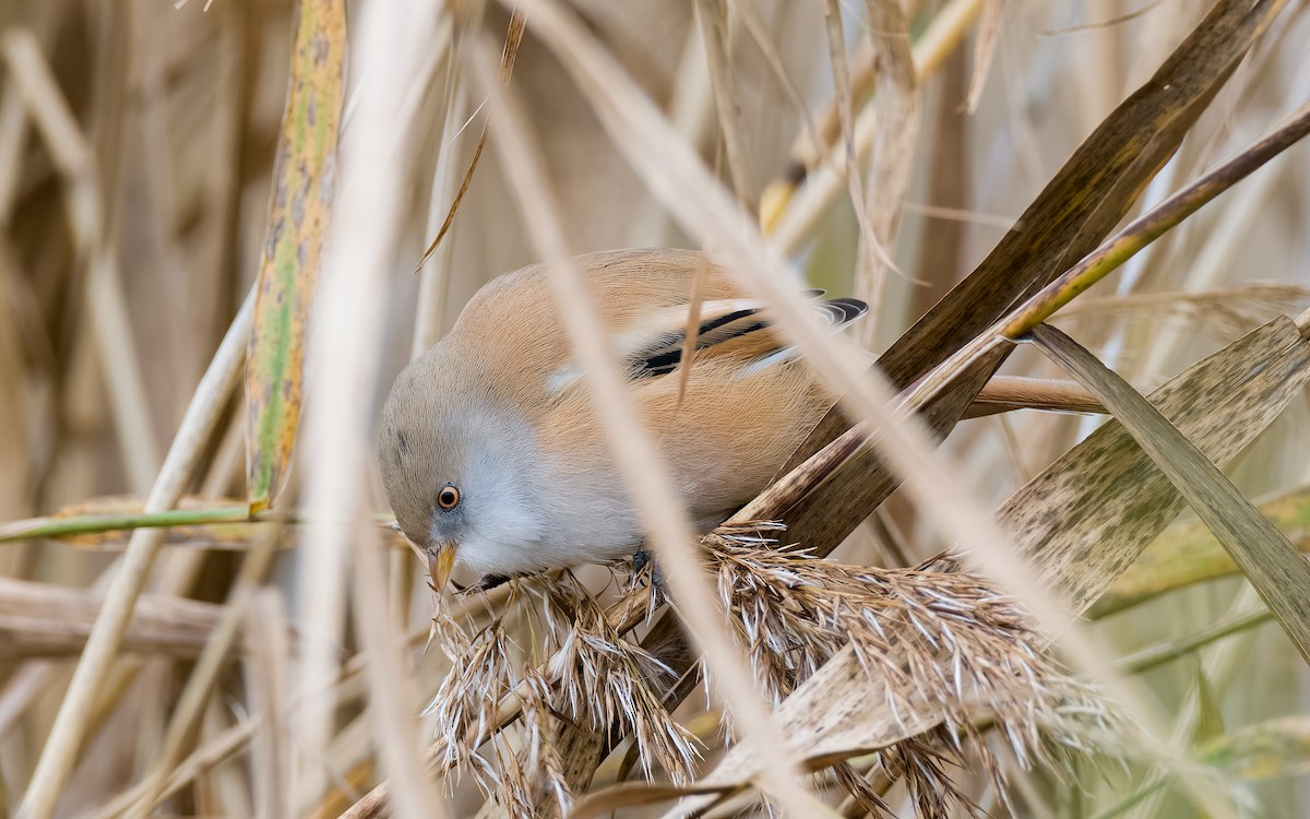 Bearded Reedling - ML625885402