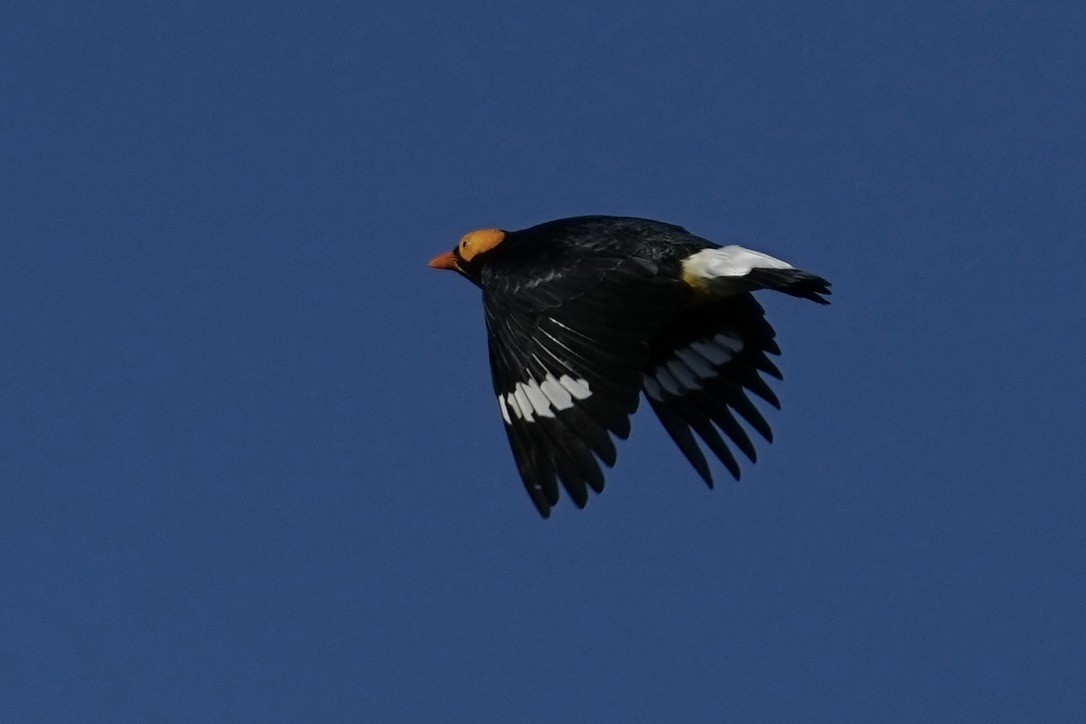 Yellow-faced Myna - ML625885420