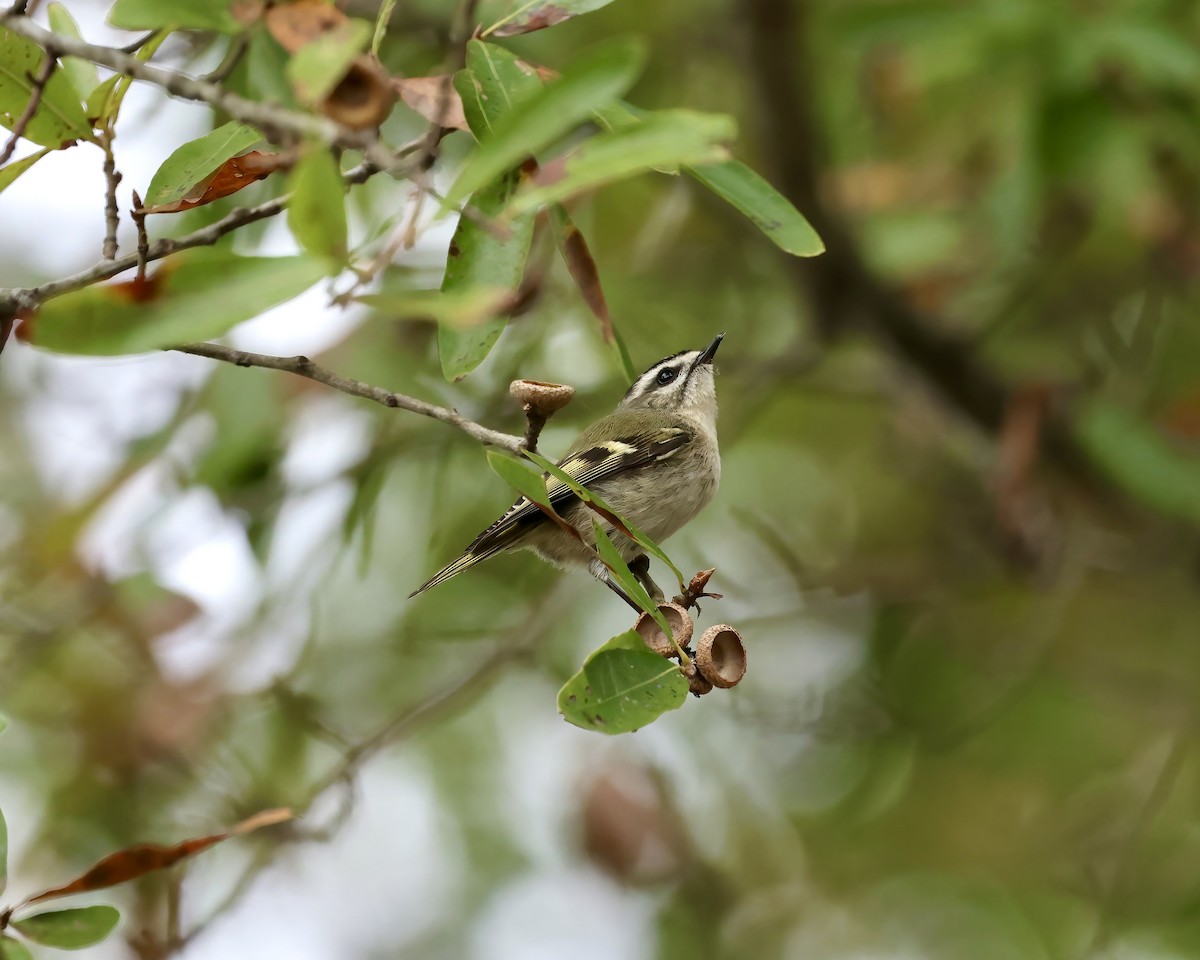 Golden-crowned Kinglet - ML625885430