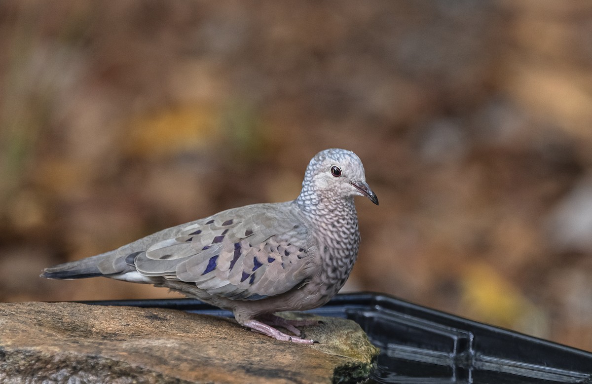 holoubek vrabčí - ML625885468