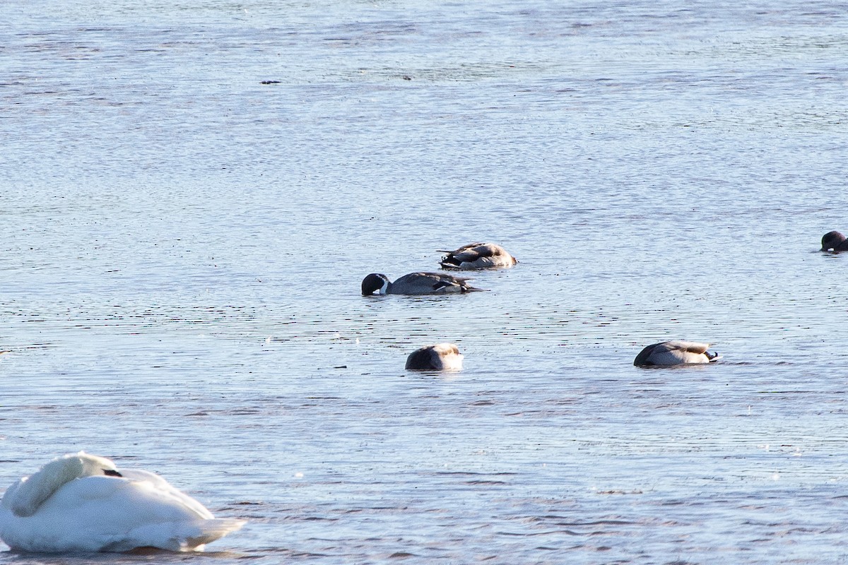 Northern Pintail - ML625885478