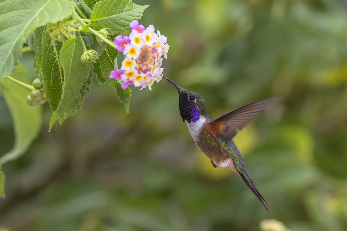 kalypta bahamská - ML625885499