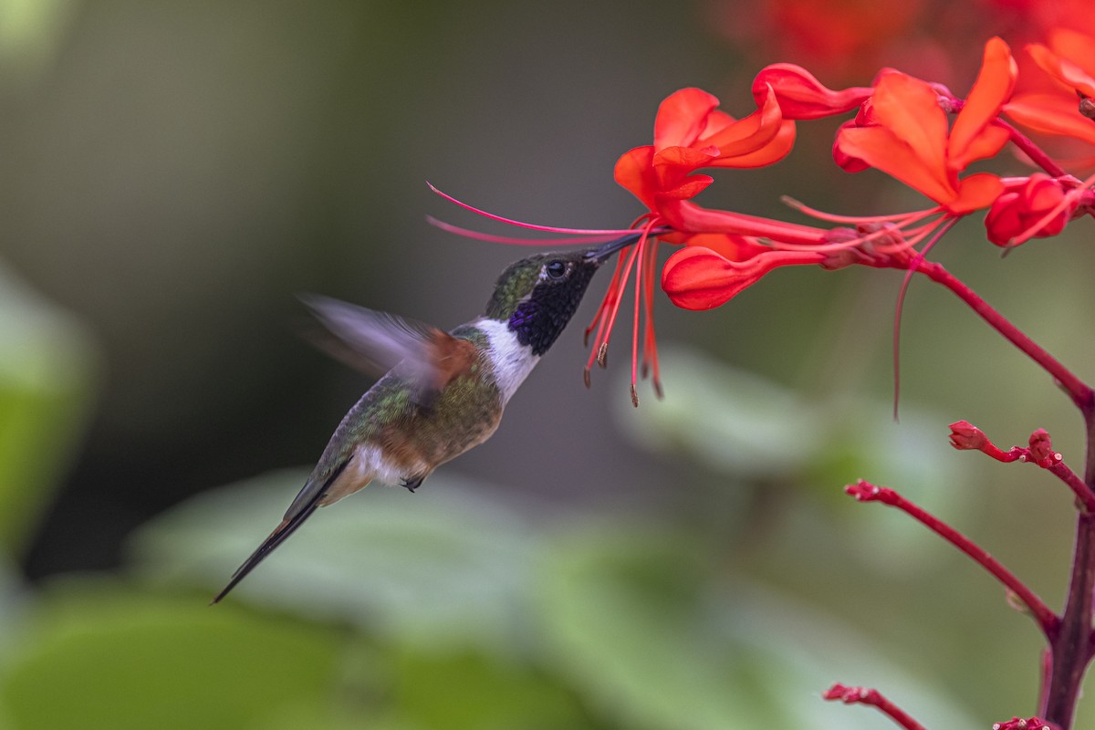 kalypta bahamská - ML625885500