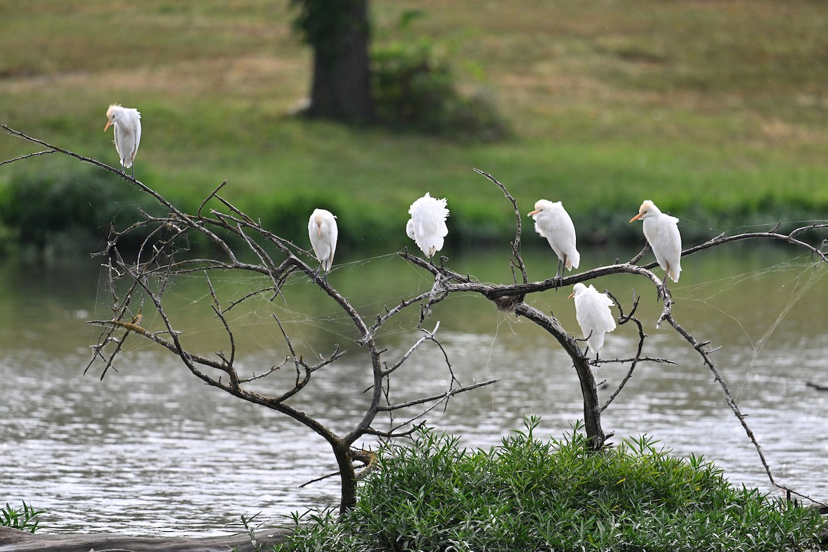 Western Cattle-Egret - ML625885512