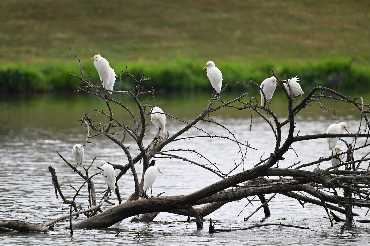 Western Cattle-Egret - ML625885518