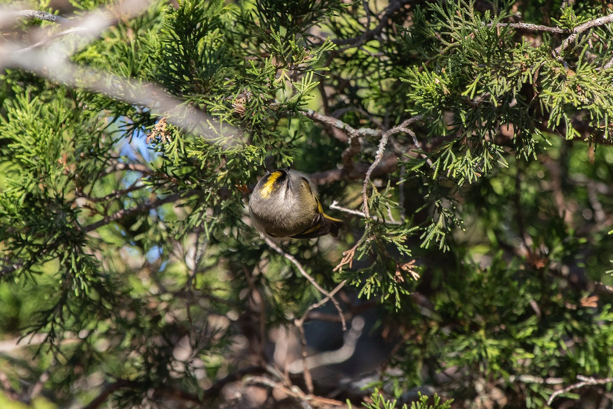 Golden-crowned Kinglet - ML625885519