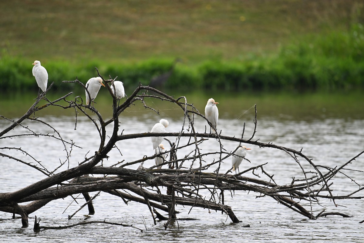 Western Cattle-Egret - ML625885520