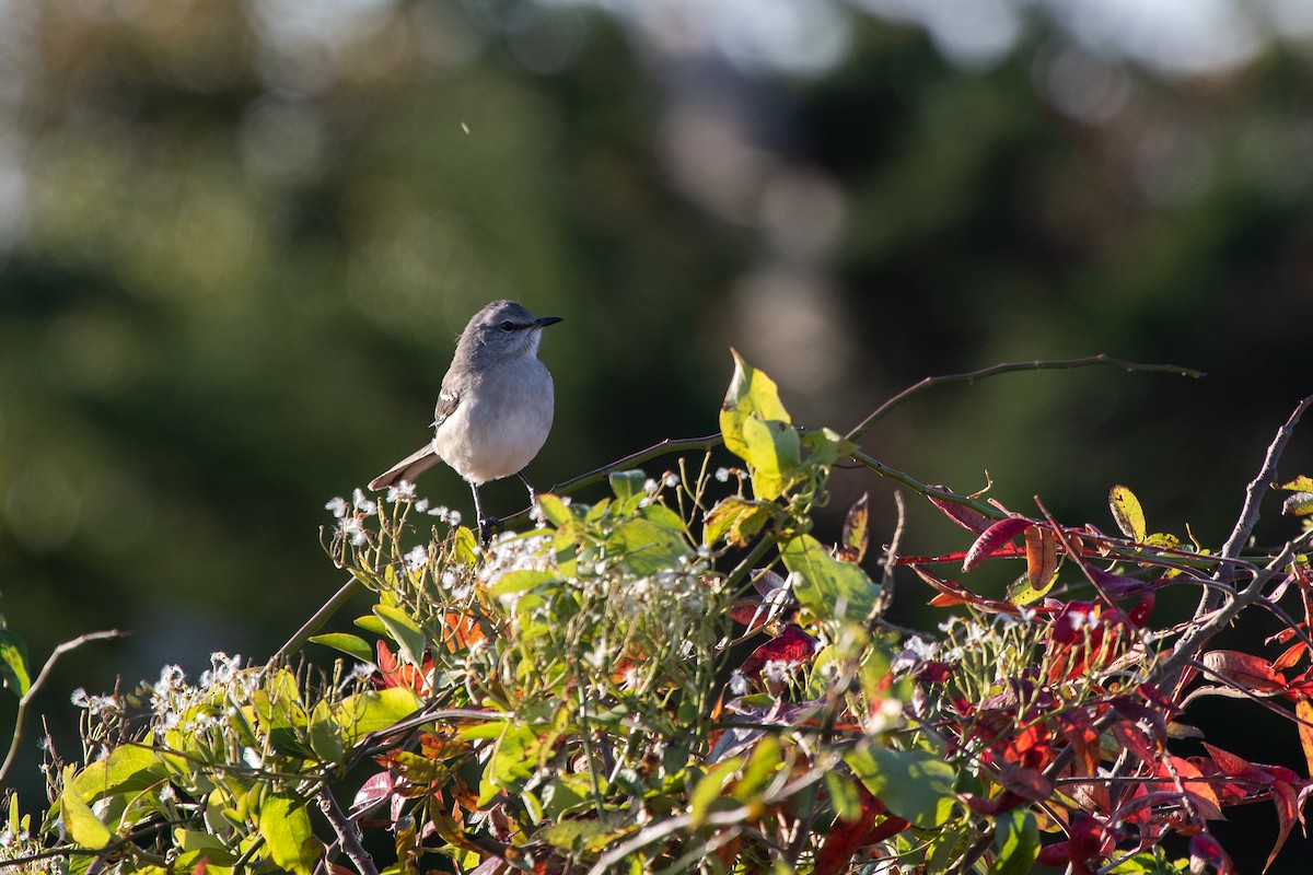 Northern Mockingbird - ML625885525