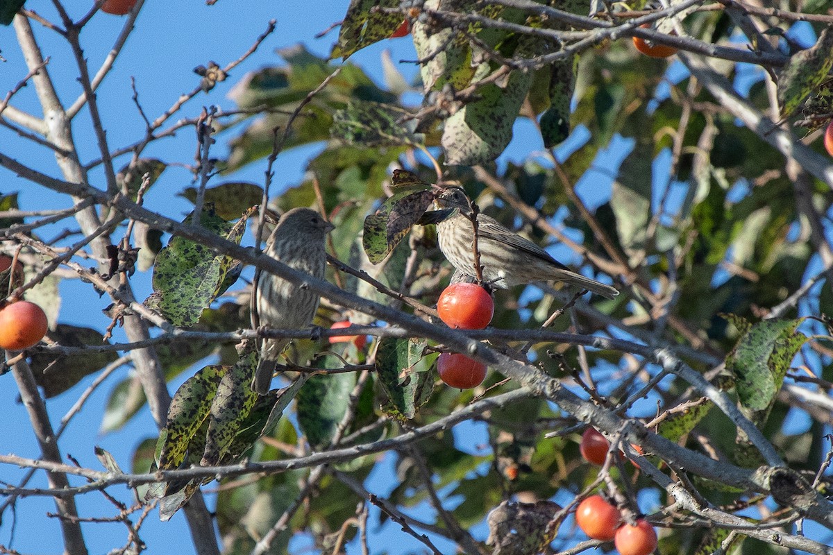 House Finch - ML625885539