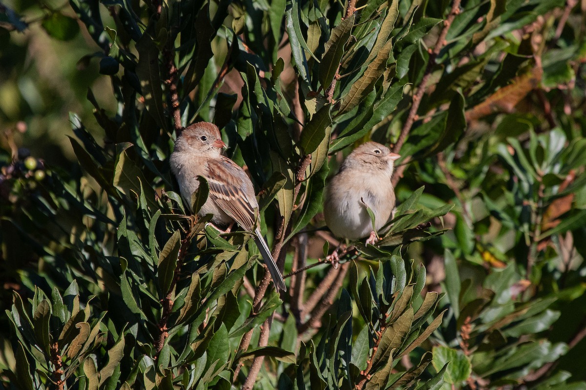 Field Sparrow - ML625885545