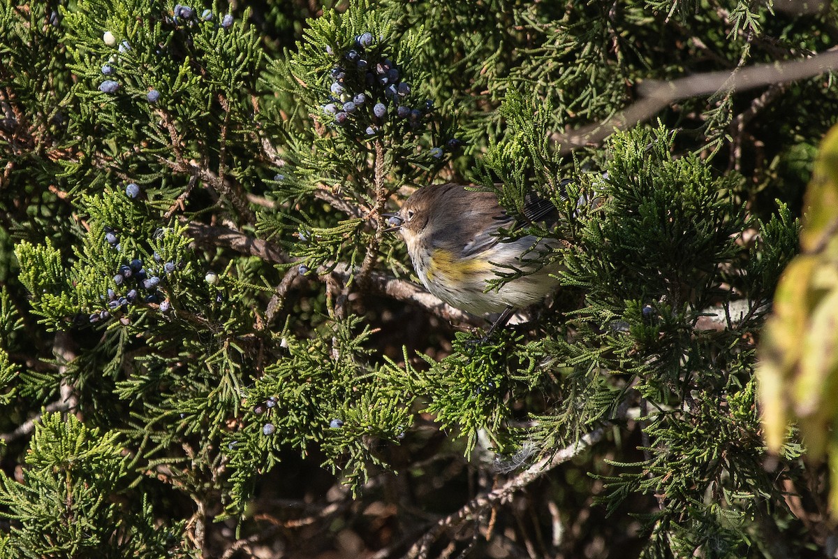 Yellow-rumped Warbler - ML625885596