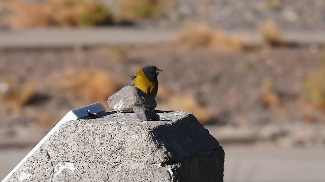 Gray-hooded Sierra Finch - ML625885604