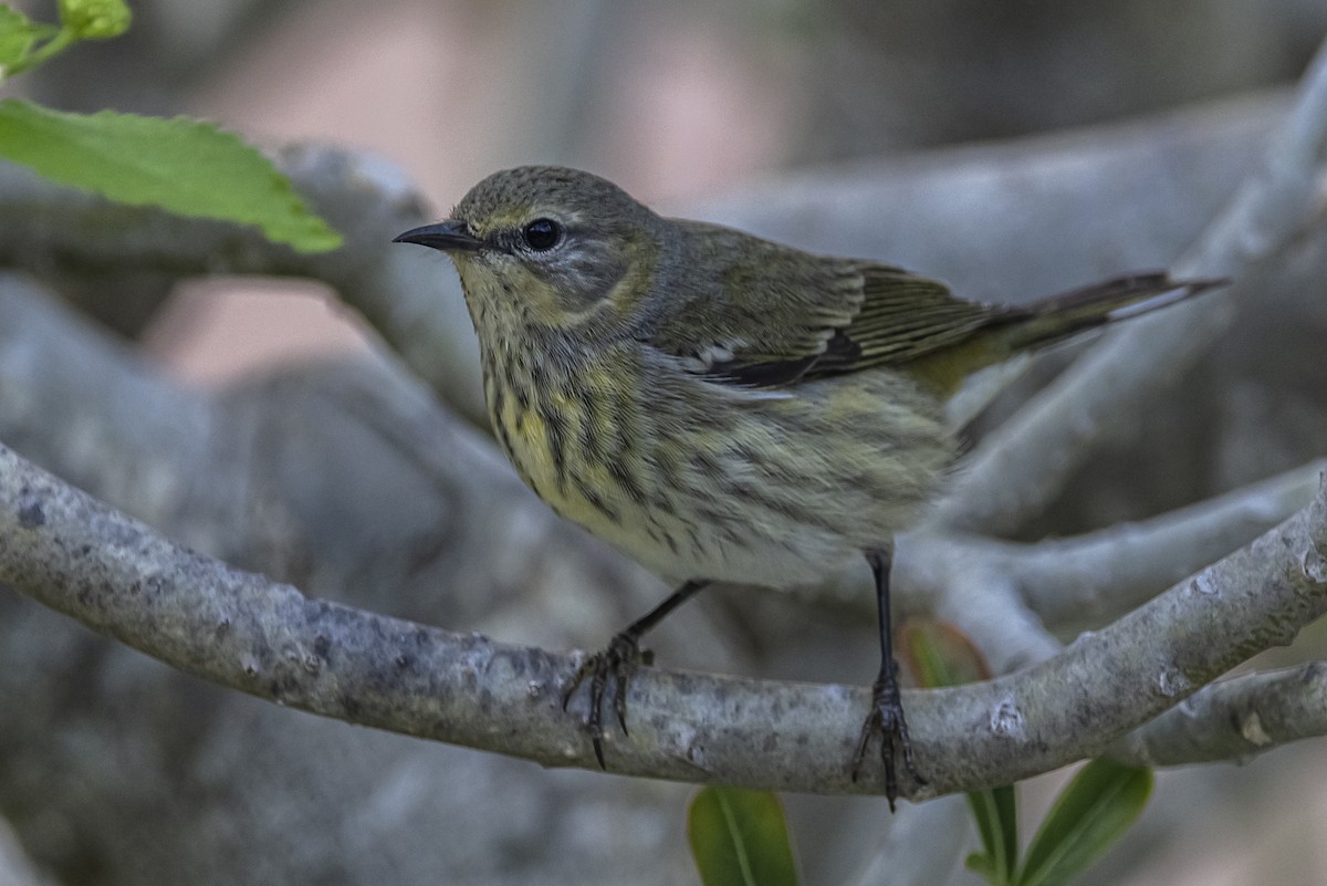 lesňáček skvrnitý - ML625885612