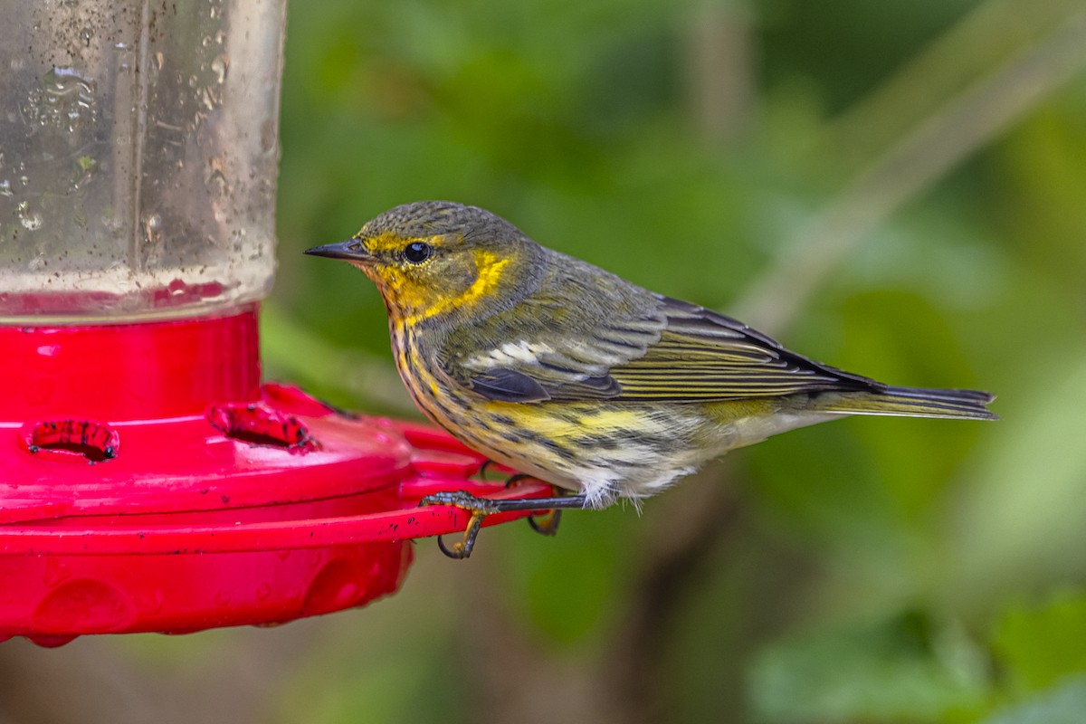 lesňáček skvrnitý - ML625885613