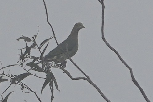 Pink-spotted Fruit-Dove - ML625885682