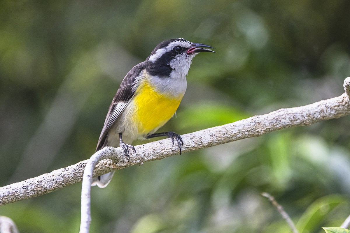 Bananaquit - ML625885710