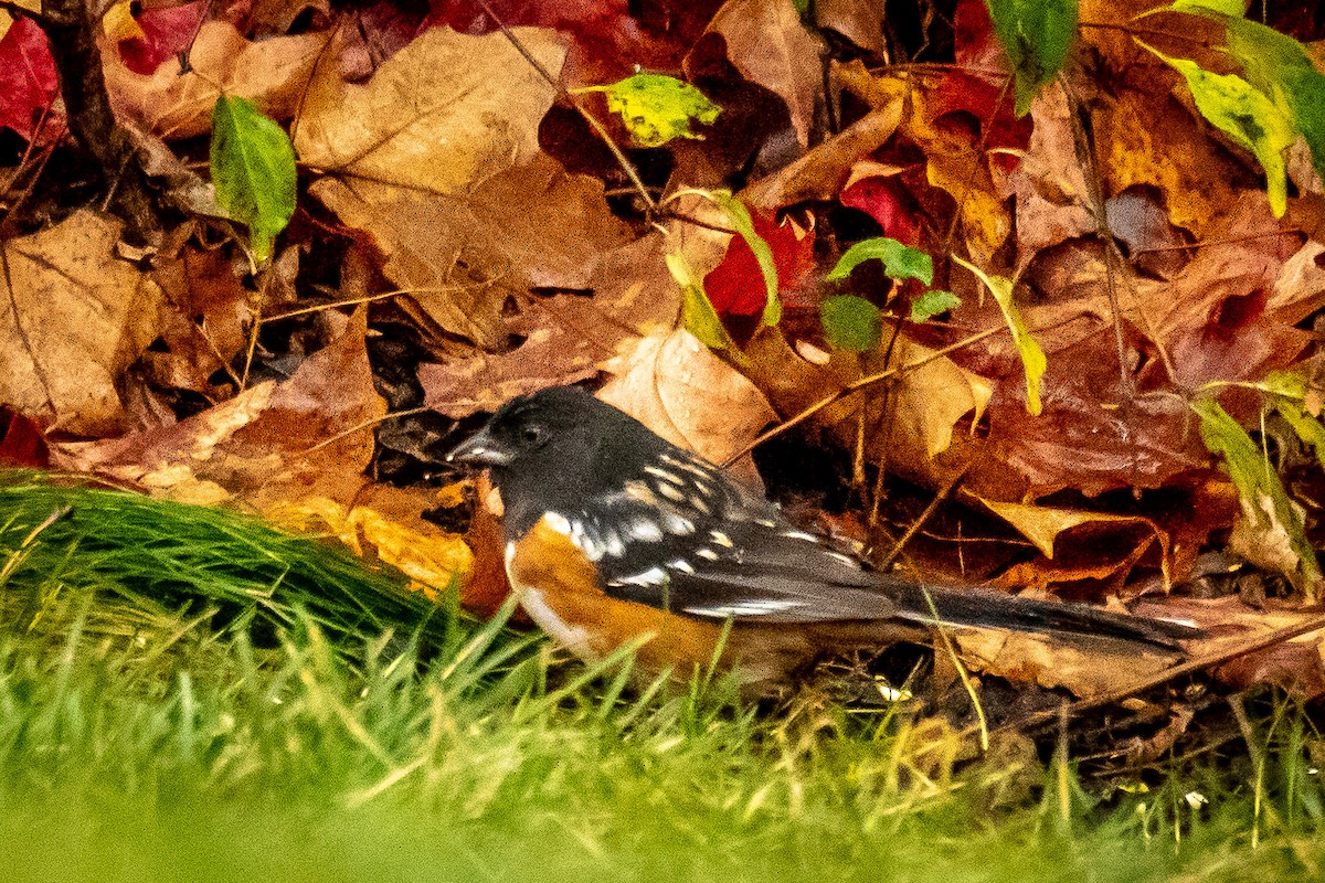 Spotted Towhee - ML625885734