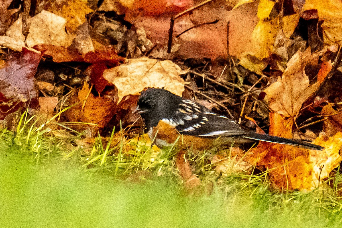 Spotted Towhee - ML625885739