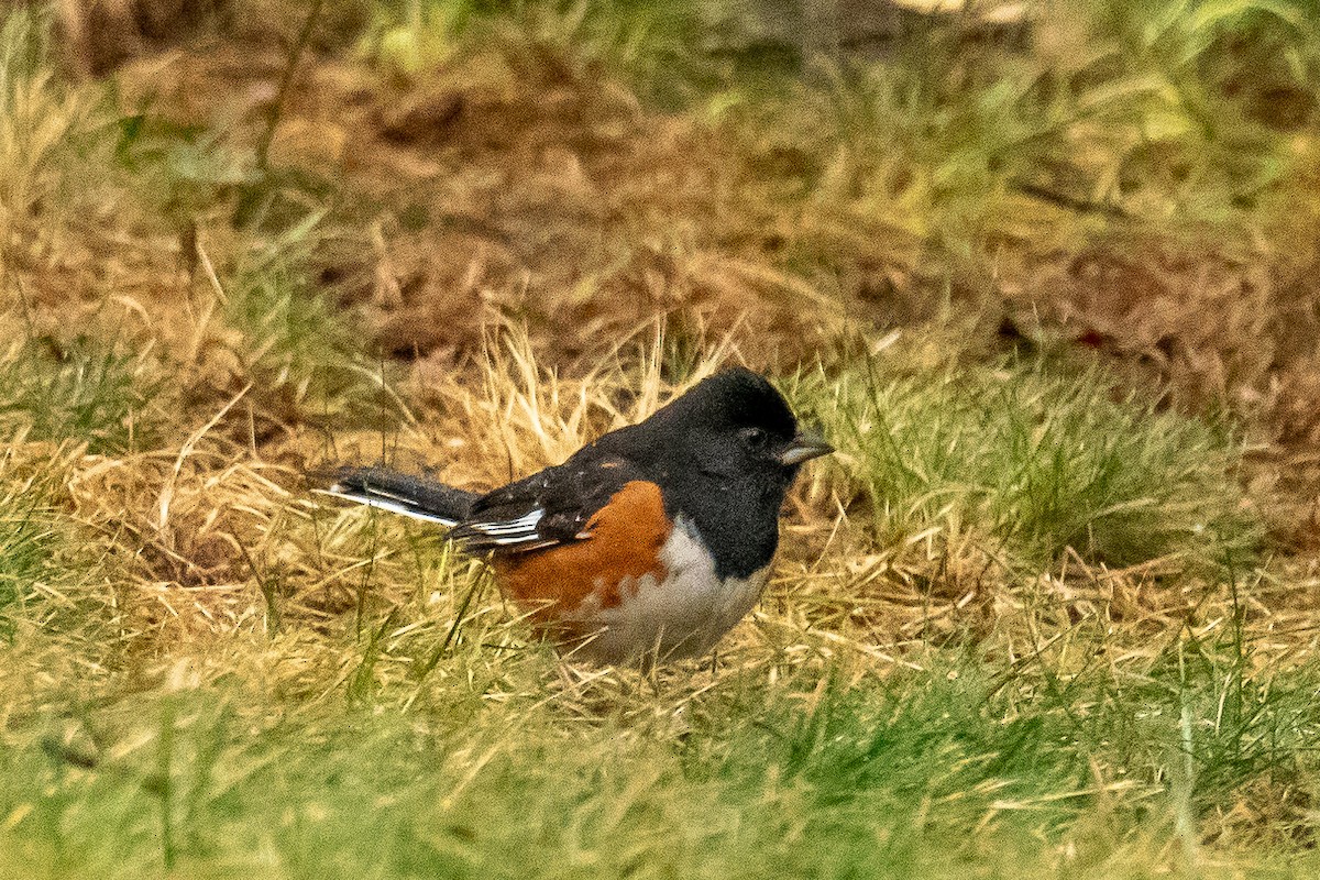 pipilo rudooký - ML625885751