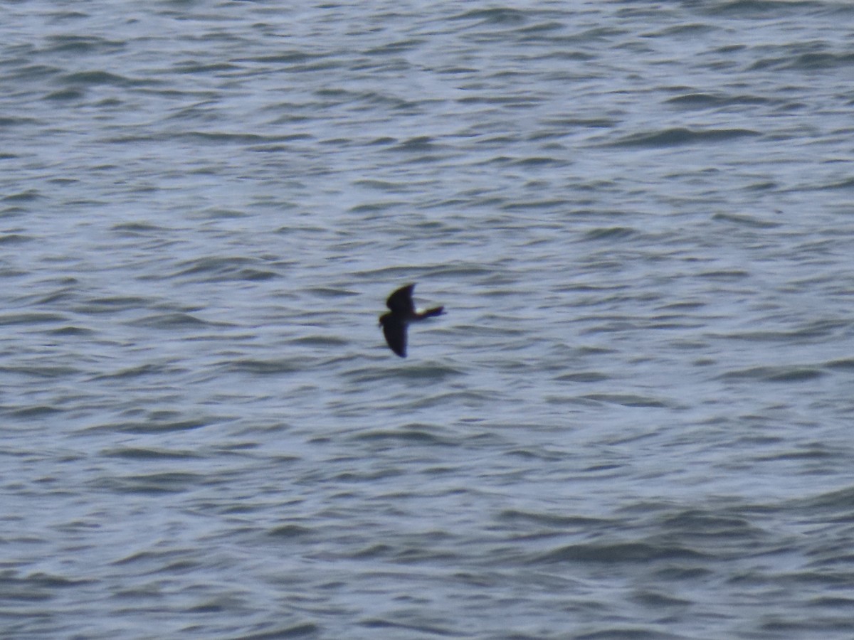 ub. stormsvale (Oceanitidae/Hydrobatidae sp.) - ML625885753