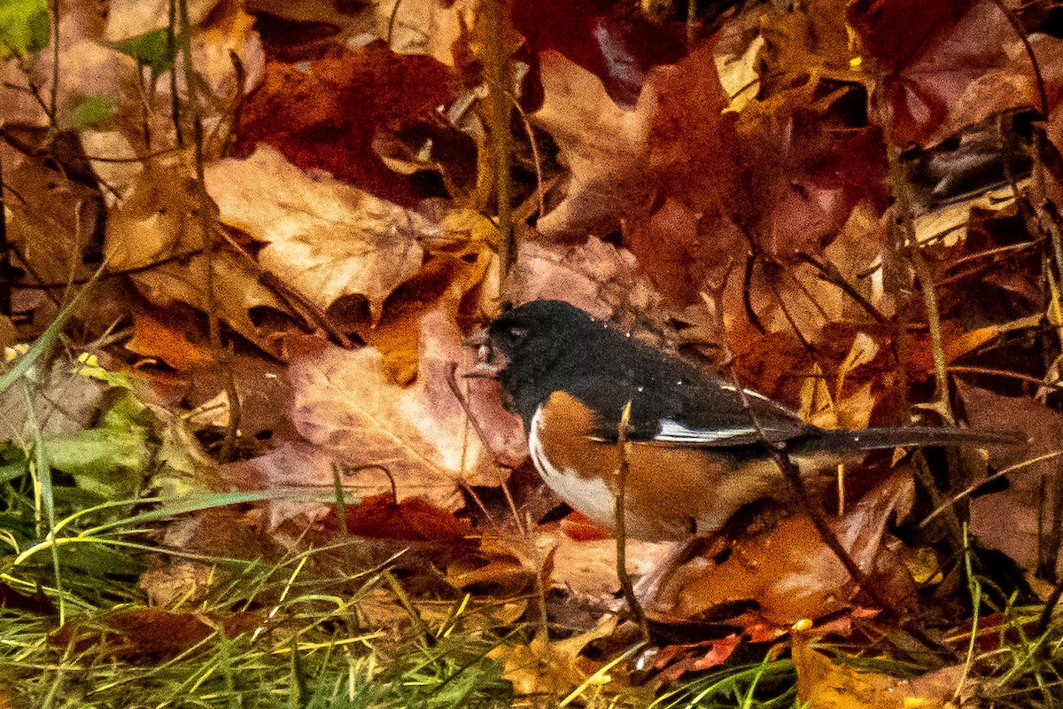 pipilo rudooký - ML625885758