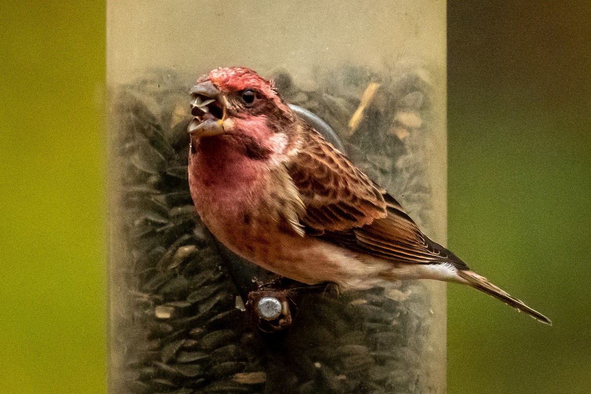 hýl nachový - ML625885760