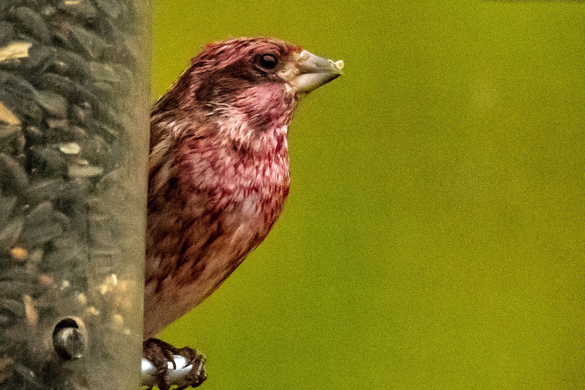 hýl nachový - ML625885765