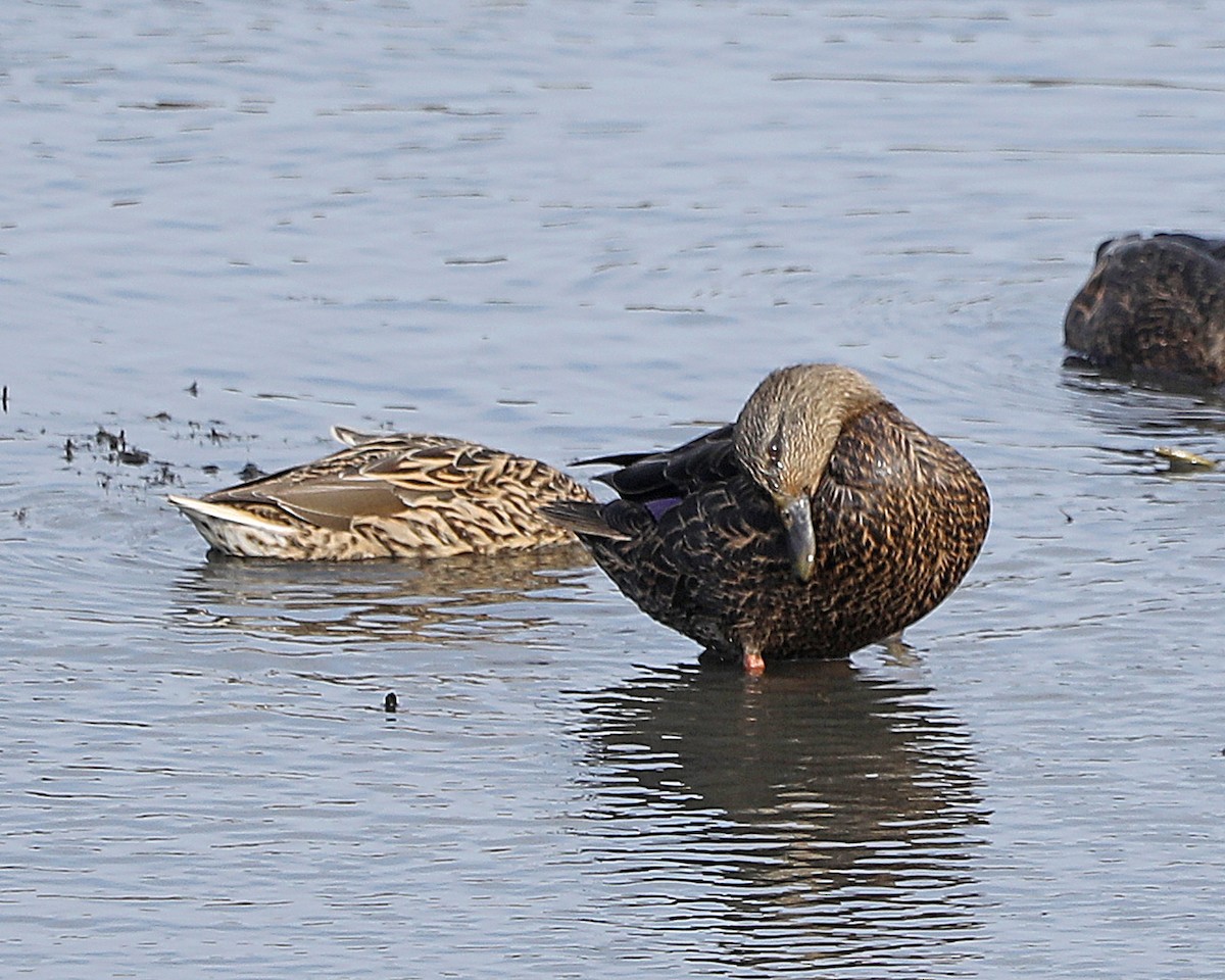 American Black Duck - ML625885769