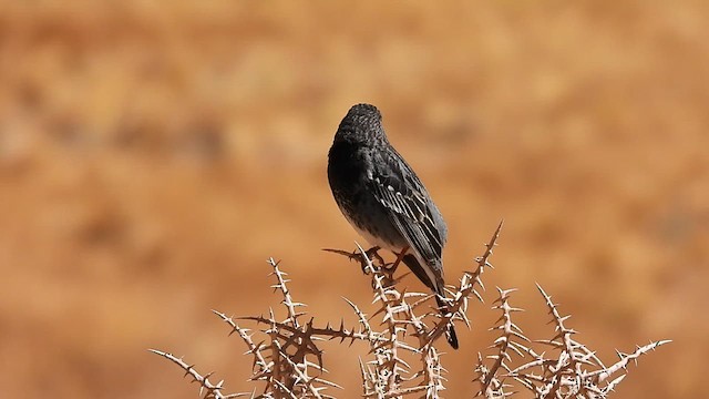 Mourning Sierra Finch - ML625885776