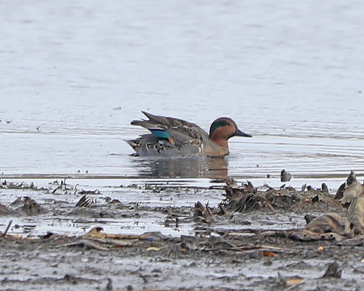 Green-winged Teal - ML625885779