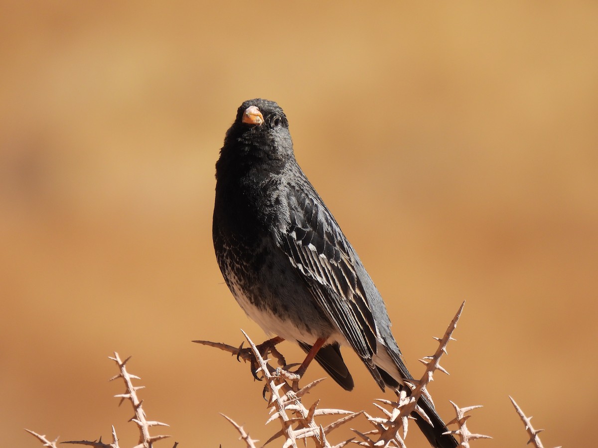 Mourning Sierra Finch - ML625885795