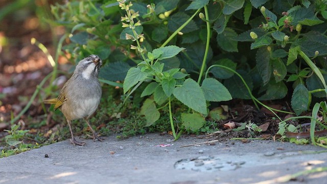 Green-tailed Towhee - ML625885809