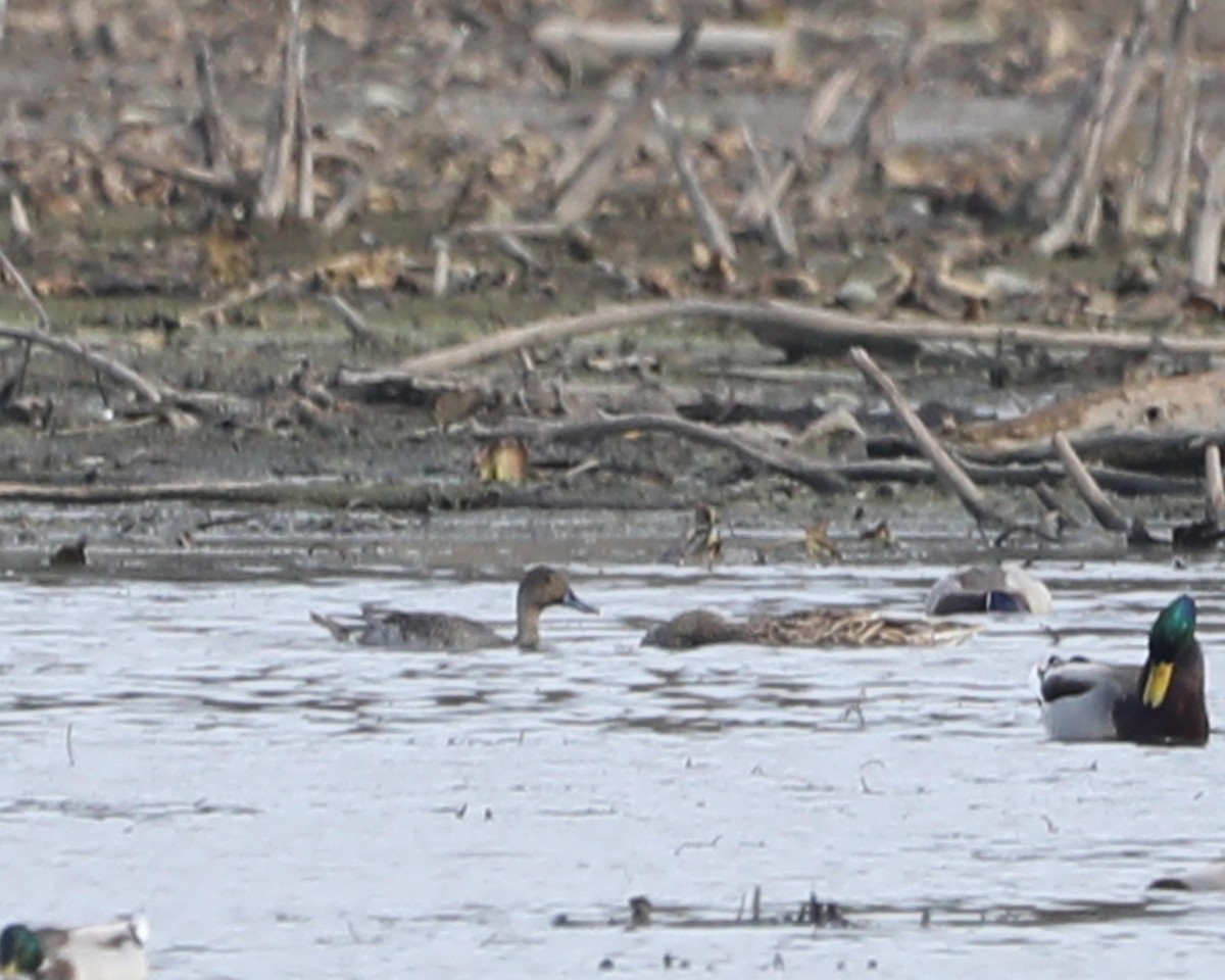 Northern Pintail - ML625885813