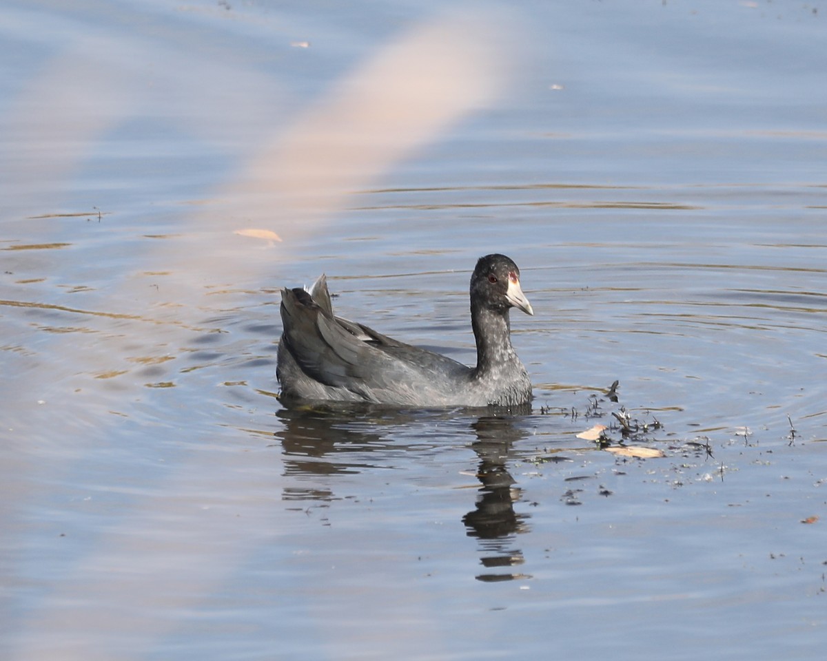 American Coot - ML625885831