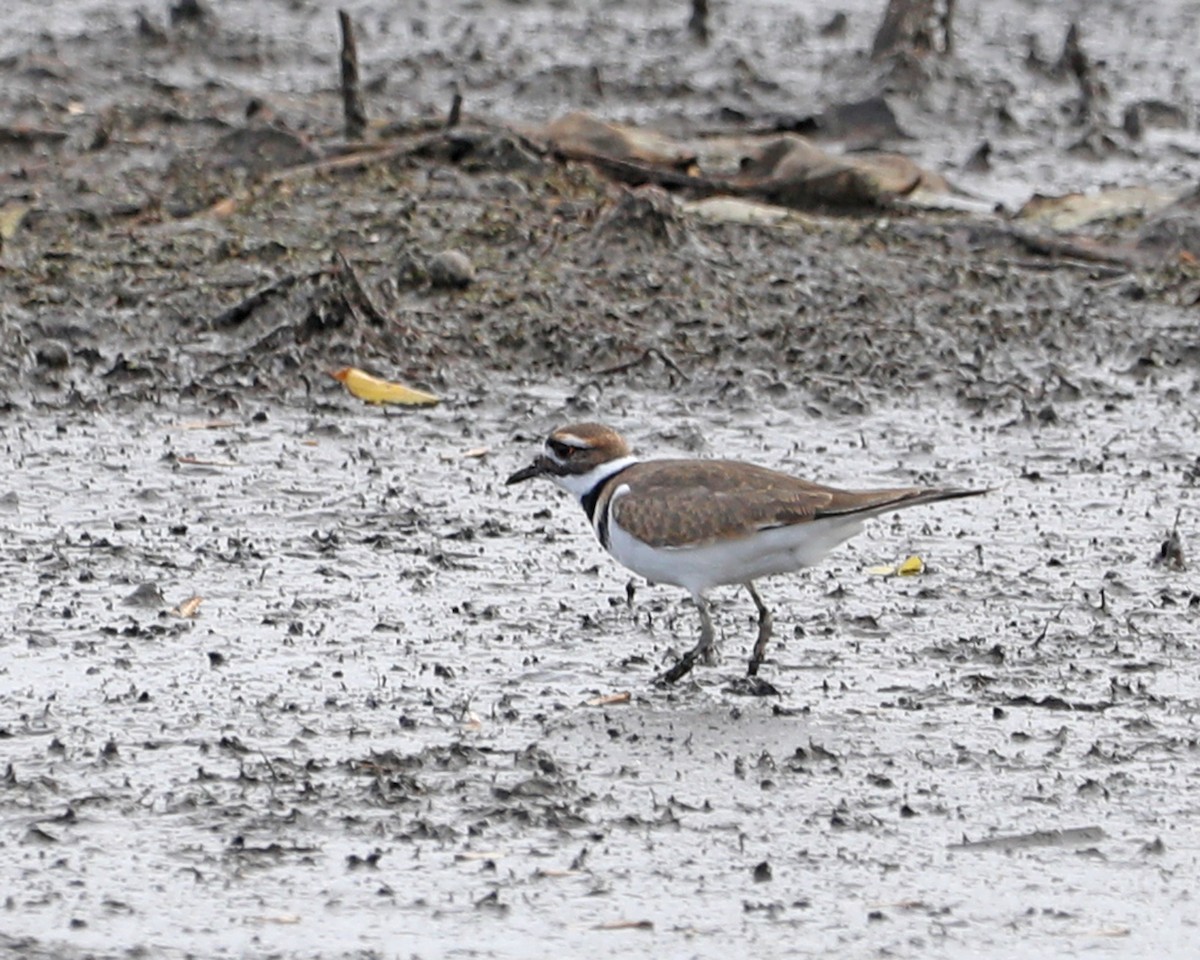 Killdeer - ML625885863