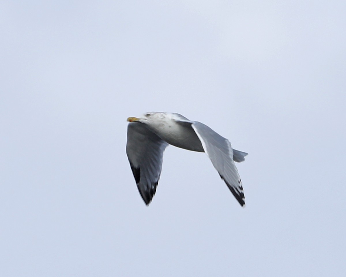 American Herring Gull - ML625885872