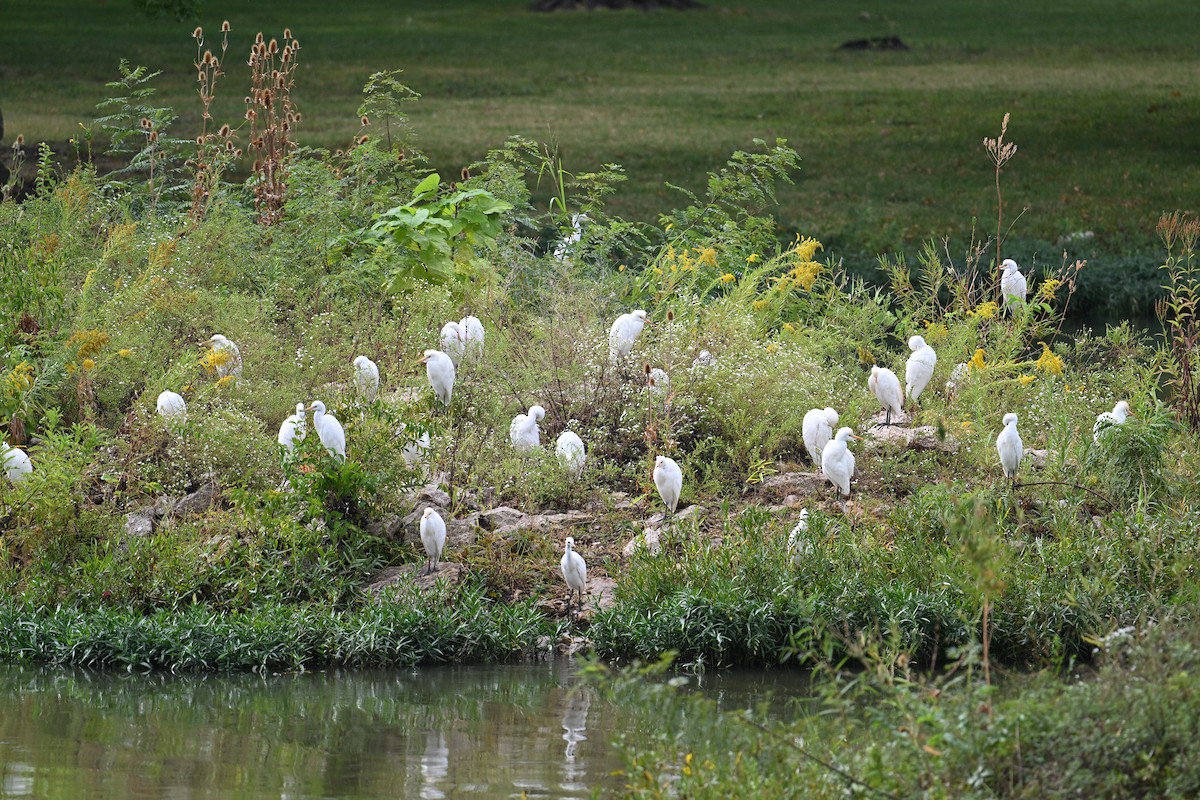 Western Cattle-Egret - ML625885898