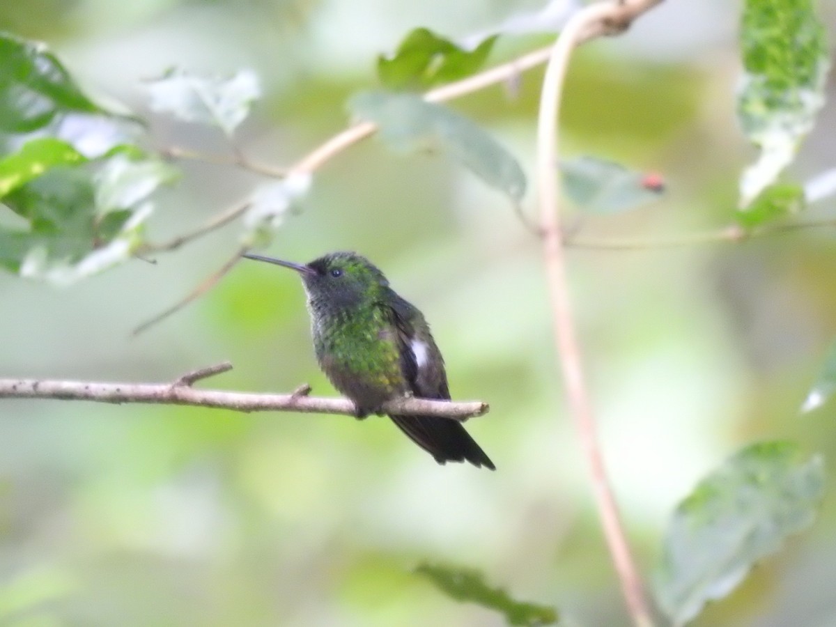 Green-bellied Hummingbird - ML625885903