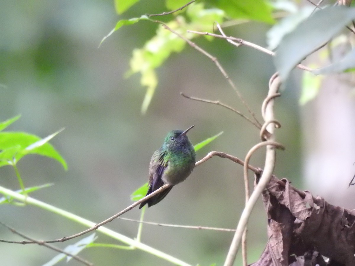 Green-bellied Hummingbird - ML625885904