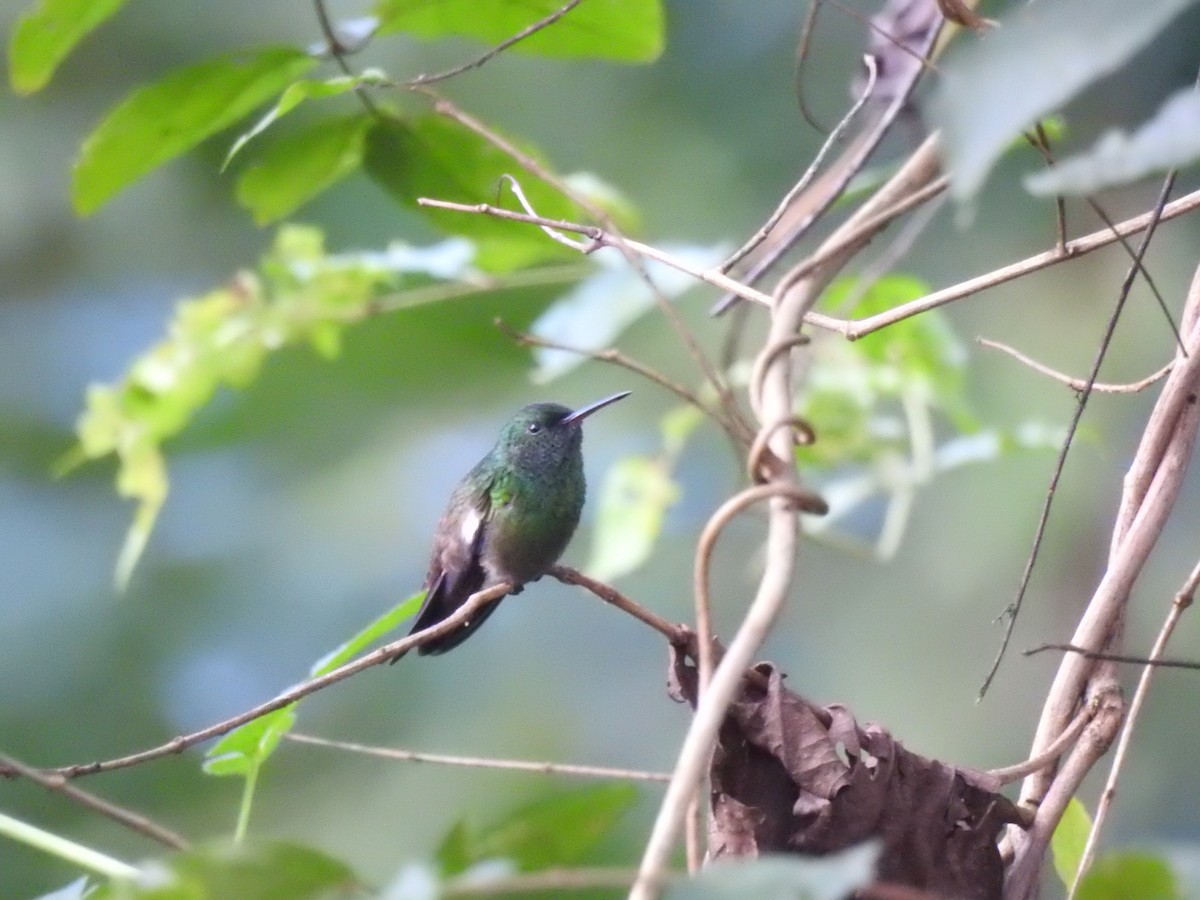 Green-bellied Hummingbird - ML625885905