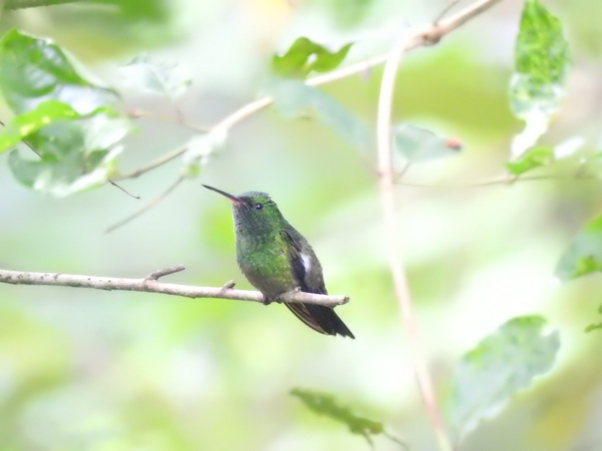 Green-bellied Hummingbird - ML625885906