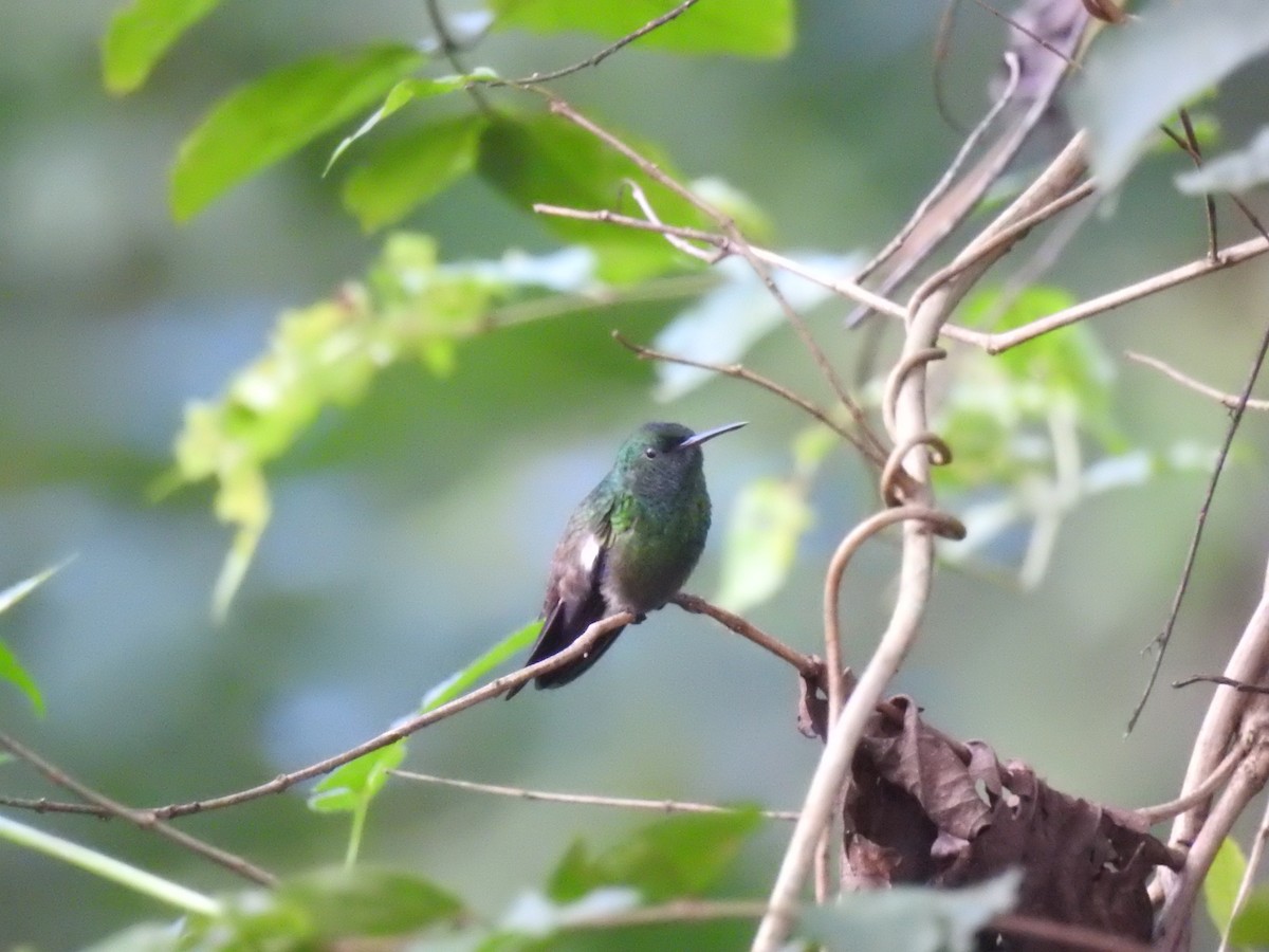 Green-bellied Hummingbird - ML625885907