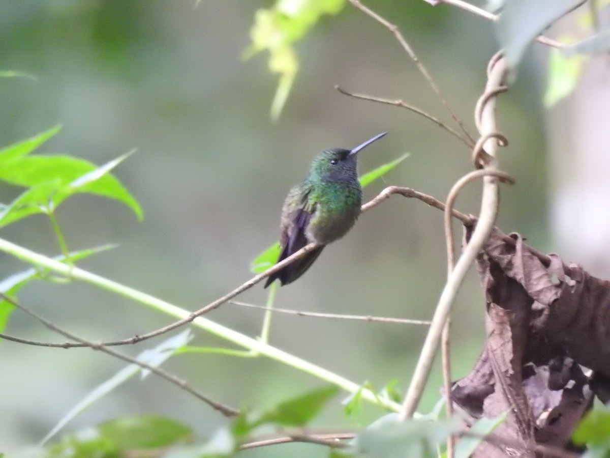 Green-bellied Hummingbird - ML625885908