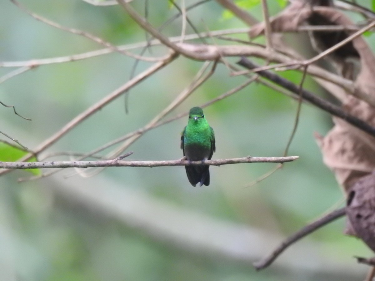 Green-bellied Hummingbird - ML625885909