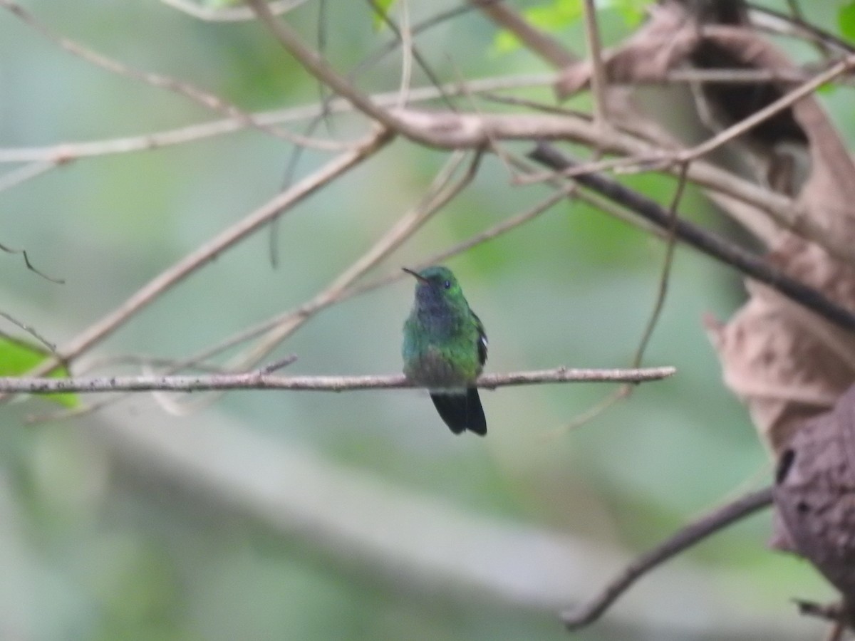 Green-bellied Hummingbird - ML625885910